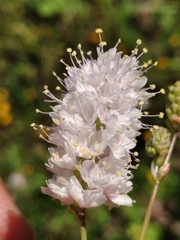 Boerhavia xantii