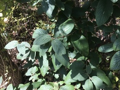 Viburnum rhytidophyllum