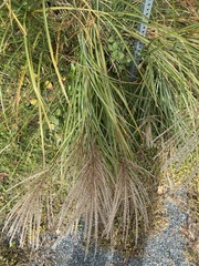 Miscanthus