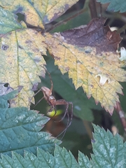 Metellina segmentata