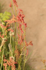Rumex acetosa