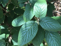 Viburnum rhytidophyllum