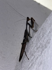 Sphodromantis viridis