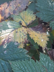 Metellina segmentata