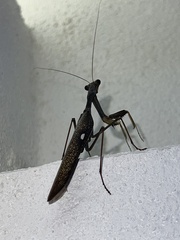 Sphodromantis viridis