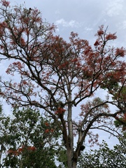 Erythrina falcata