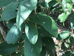 Viburnum rhytidophyllum
