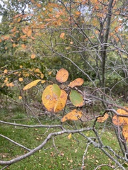 Amelanchier canadensis
