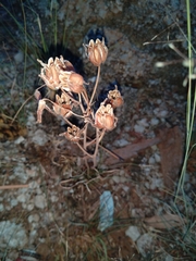 Albuca setosa