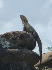 Ctenosaura acanthura
