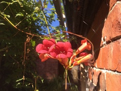 Campsis