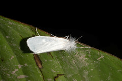 Rupela