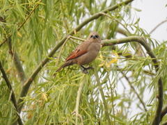 Agelaioides badius