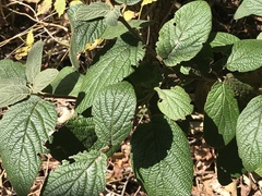 Viburnum rhytidophyllum