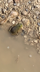 Lithobates catesbeianus