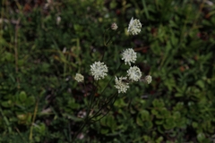 Astrantia minor