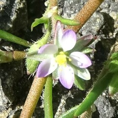 Spergularia bocconei
