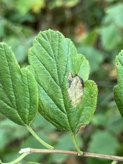 Phyllonorycter holodisci