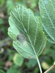 Phyllonorycter holodisci
