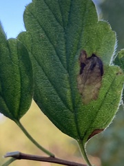 Phyllonorycter holodisci