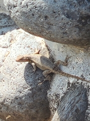 Sceloporus variabilis
