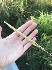 Phalaris arundinacea