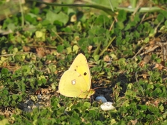 Colias croceus