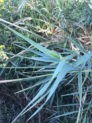 Phalaris arundinacea