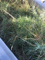 Phalaris arundinacea