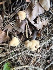 Cudonia circinans