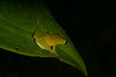 Scinax ruber