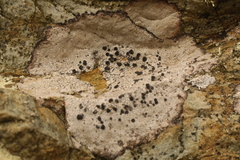 Buellia subdisciformis