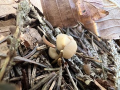 Cudonia circinans