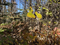 Cornus alternifolia