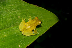 Scinax ruber
