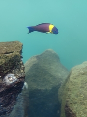 Thalassoma lucasanum