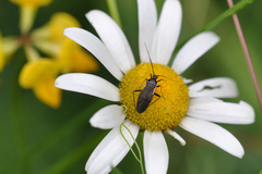 Adelphocoris seticornis
