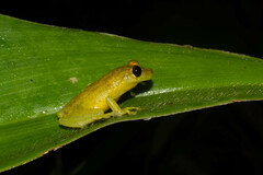 Scinax ruber