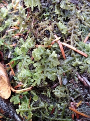 Trichocolea tomentella