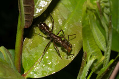 Ectatomma tuberculatum