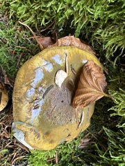 Cortinarius atrovirens