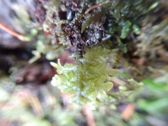 Trichocolea tomentella