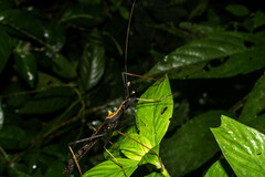 Pseudophasma bispinosum