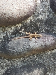 Sceloporus variabilis