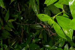 Pseudophasma bispinosum