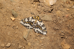 Abraxas grossulariata