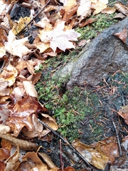 Trichocolea tomentella