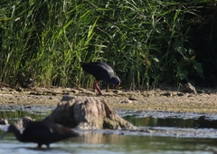 Porphyrio porphyrio