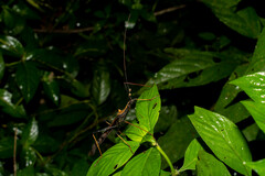 Pseudophasma bispinosum