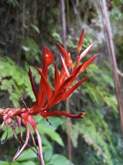 Pitcairnia
